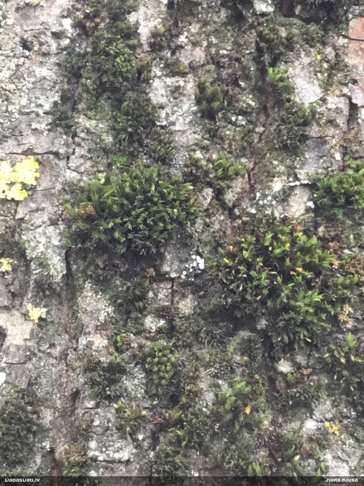 Dzelksnīte (nenoteikta)