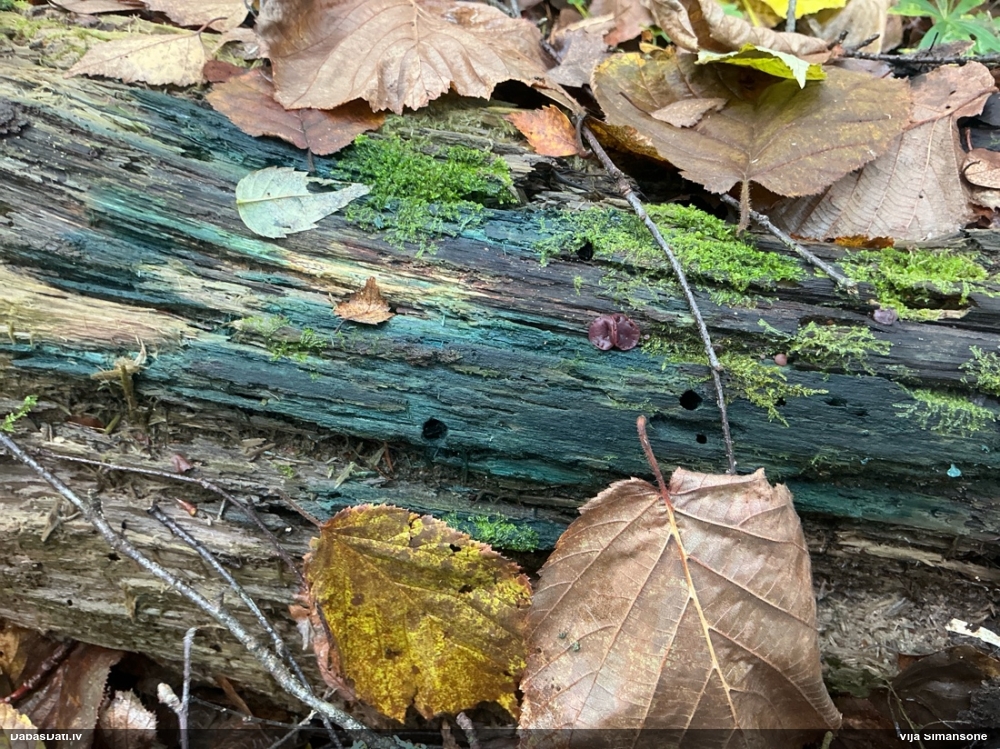 Zilzaļā hlorociborija