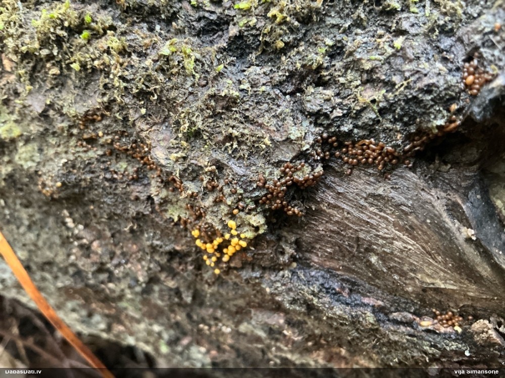 Daudzveidīgā pilienīte