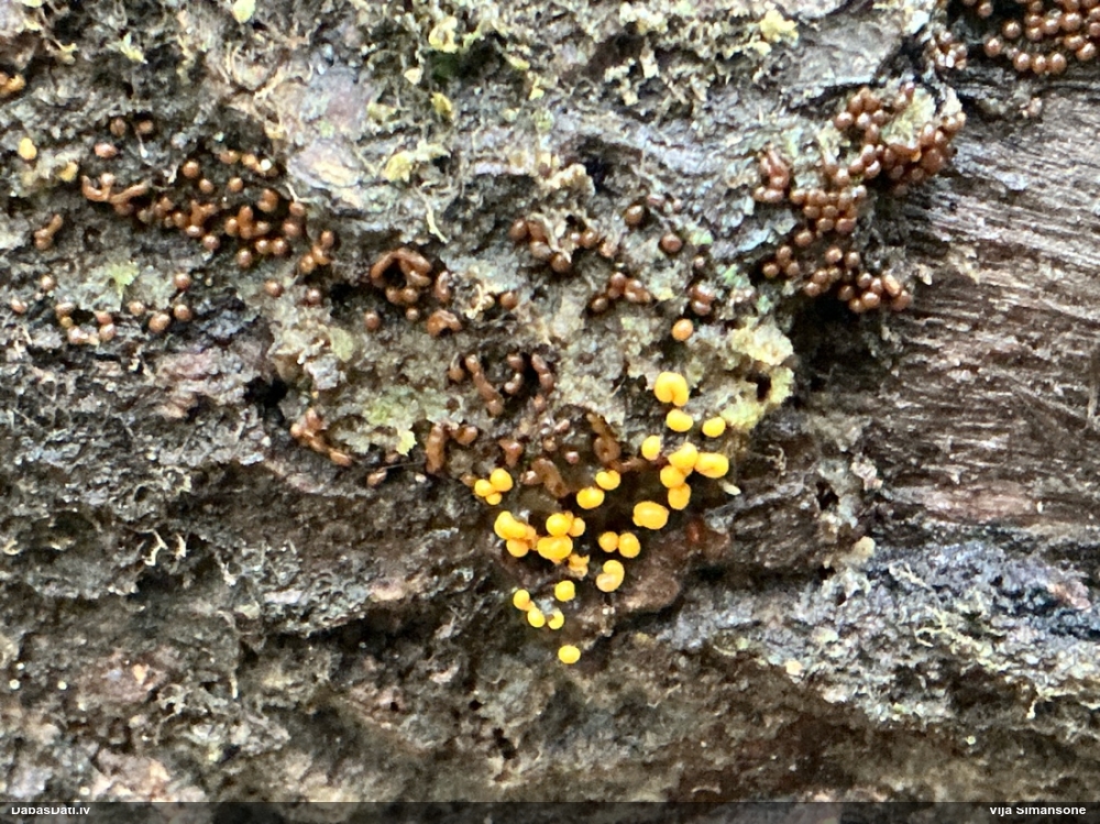 Daudzveidīgā pilienīte