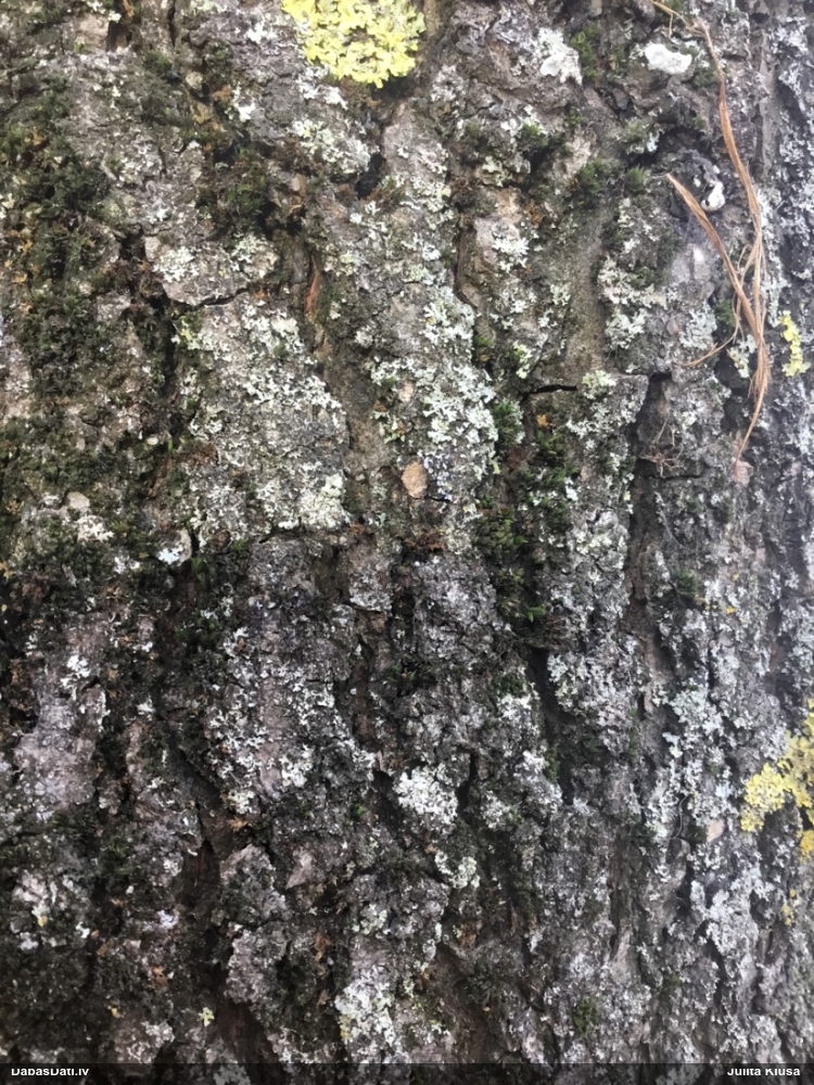 Dzelksnīte, pumpurīte (nenoteikta)