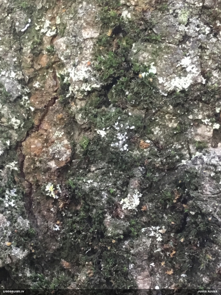 Dzelksnīte, pumpurīte (nenoteikta)