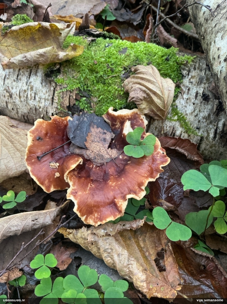 Kastaņbrūnā kātiņpiepe