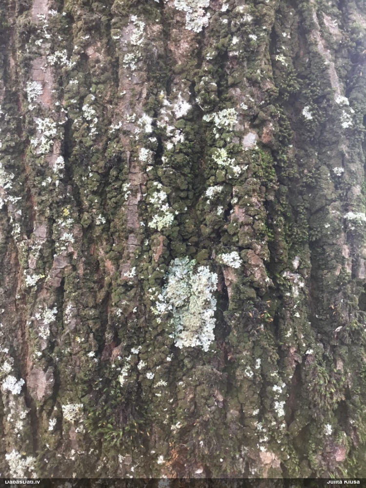 Pilienīšu dzimtas gļotsēne (nenoteikta)