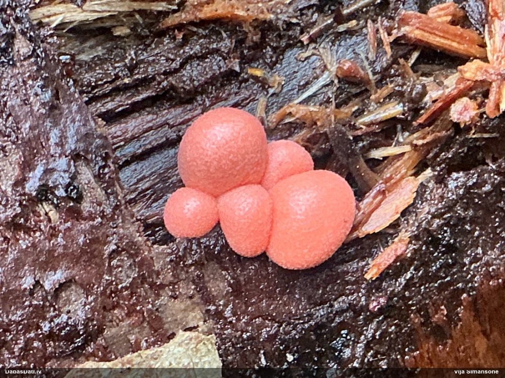 Parastā vilkpienaine (liela, bez izteikta rakstiņa; nenoteikta)