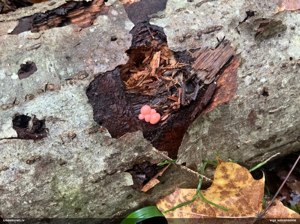 Parastā vilkpienaine (liela, bez izteikta rakstiņa; nenoteikta)