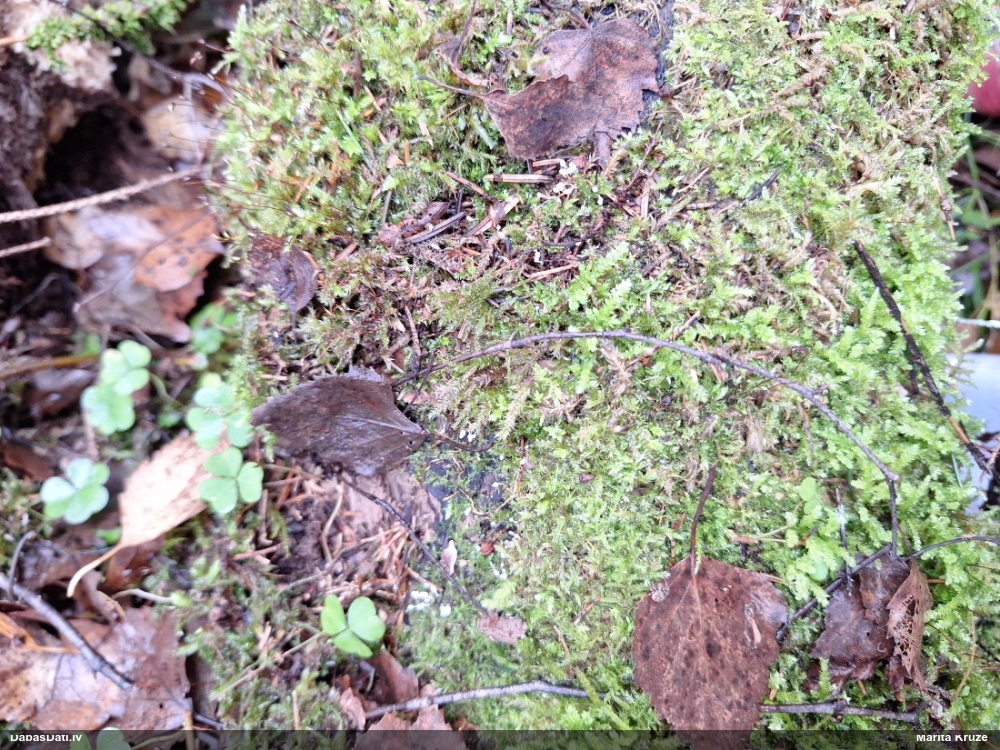 Arcīrija (nenoteikta)