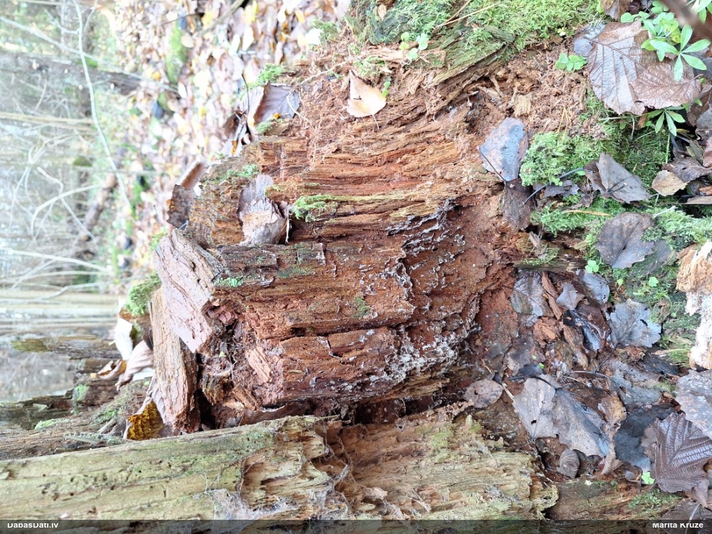 Rūsganā lākturīte