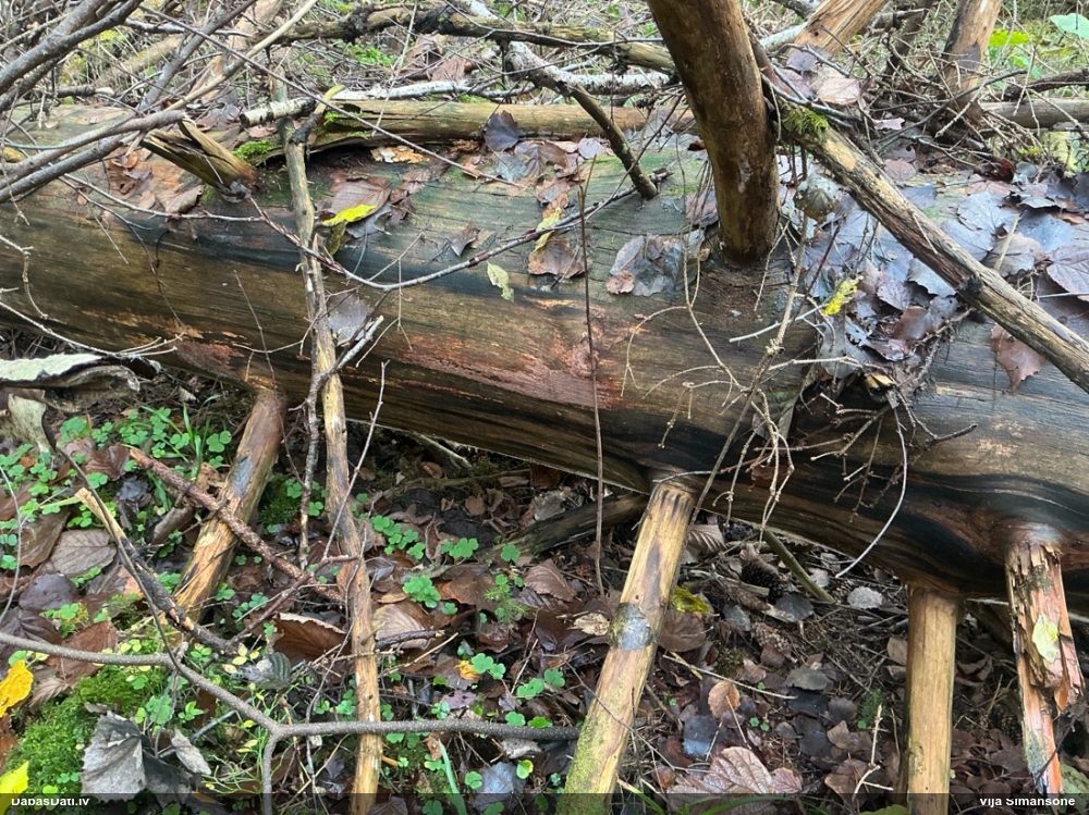 Klājeniska sēne (nenoteikta)