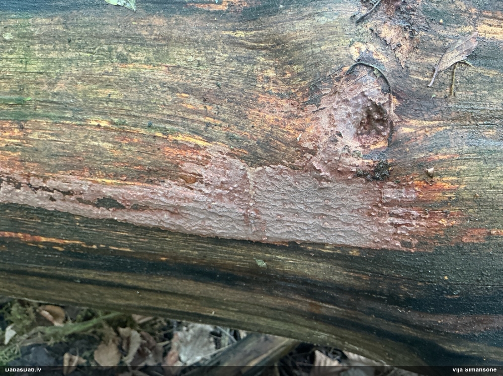 Klājeniska sēne (nenoteikta)