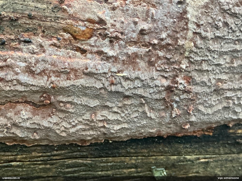 Klājeniska sēne (nenoteikta)