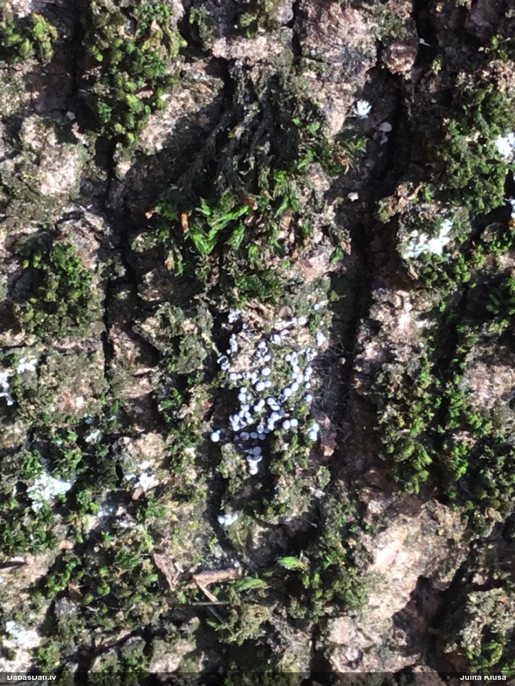 Dzelksnīte, pumpurīte (nenoteikta)