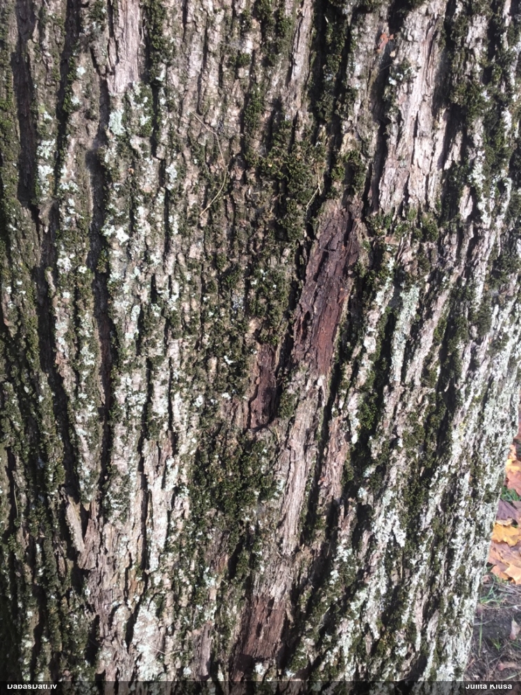 Dzelksnīte, pumpurīte (nenoteikta)