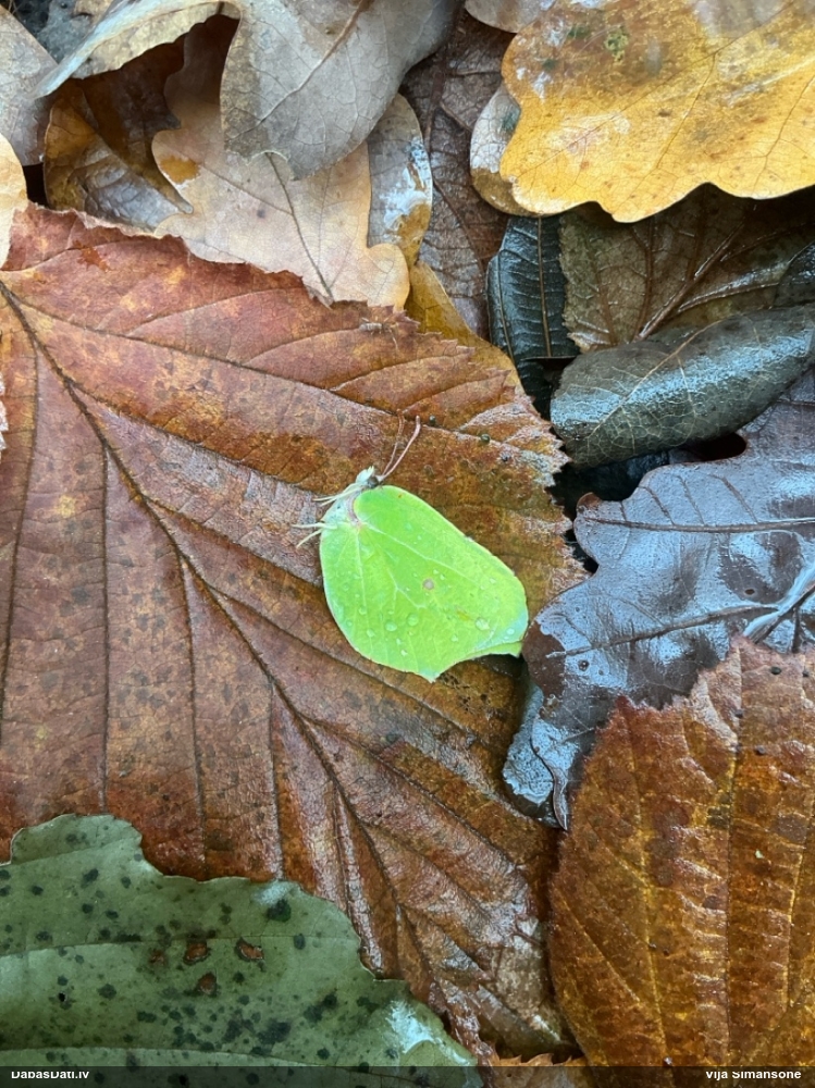 Krūkļu baltenis, citrontauriņš