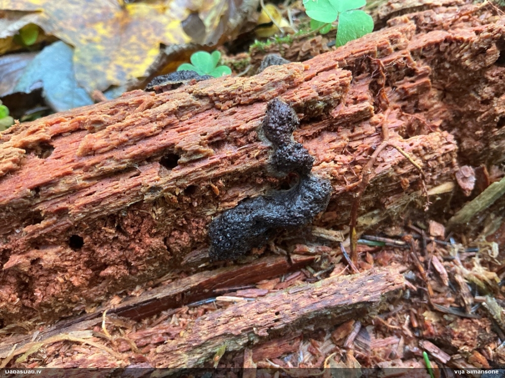 Violetā šūnaine (bij. šūnainā gļotsēne)