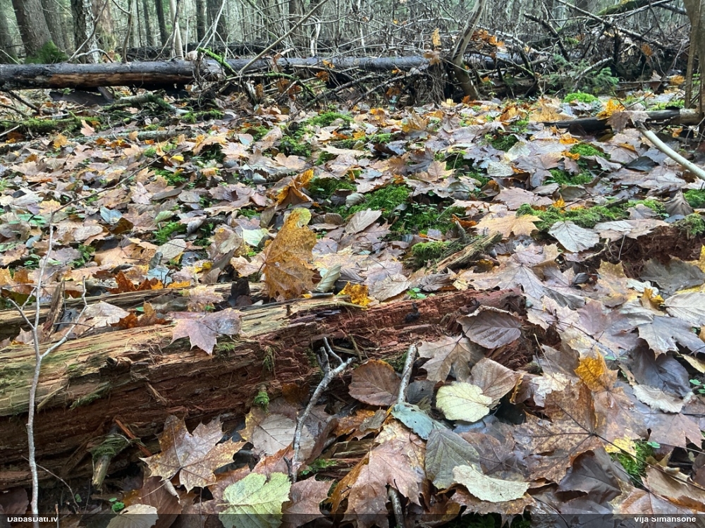 Violetā šūnaine (bij. šūnainā gļotsēne)