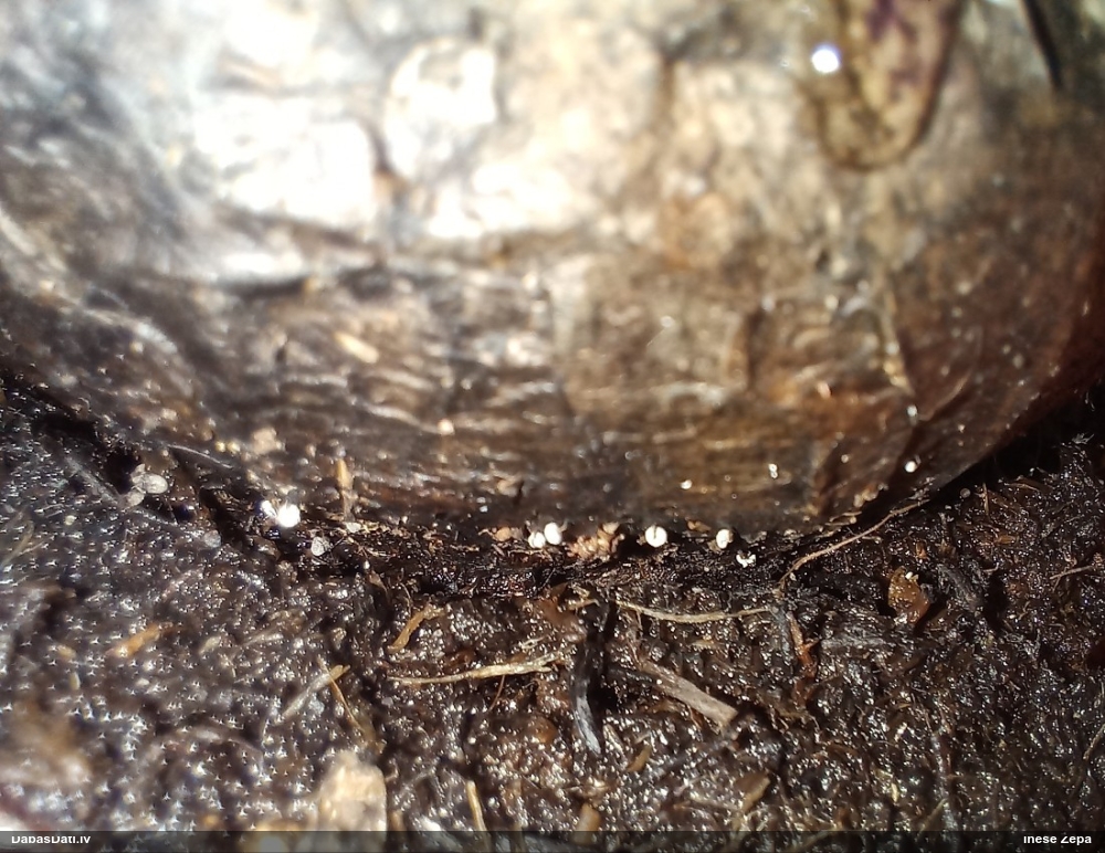 Gļotsēne (nenoteikta)