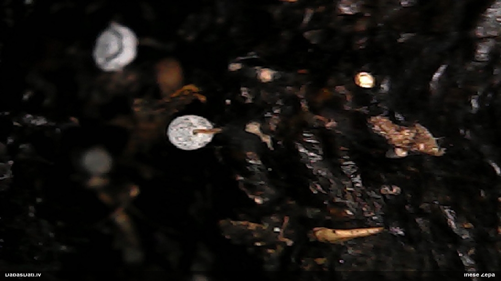 Gļotsēne (nenoteikta)