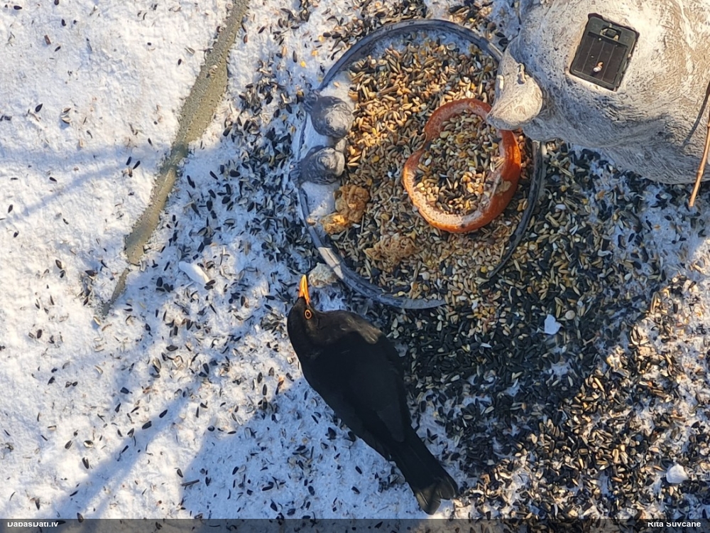 черный дрозд