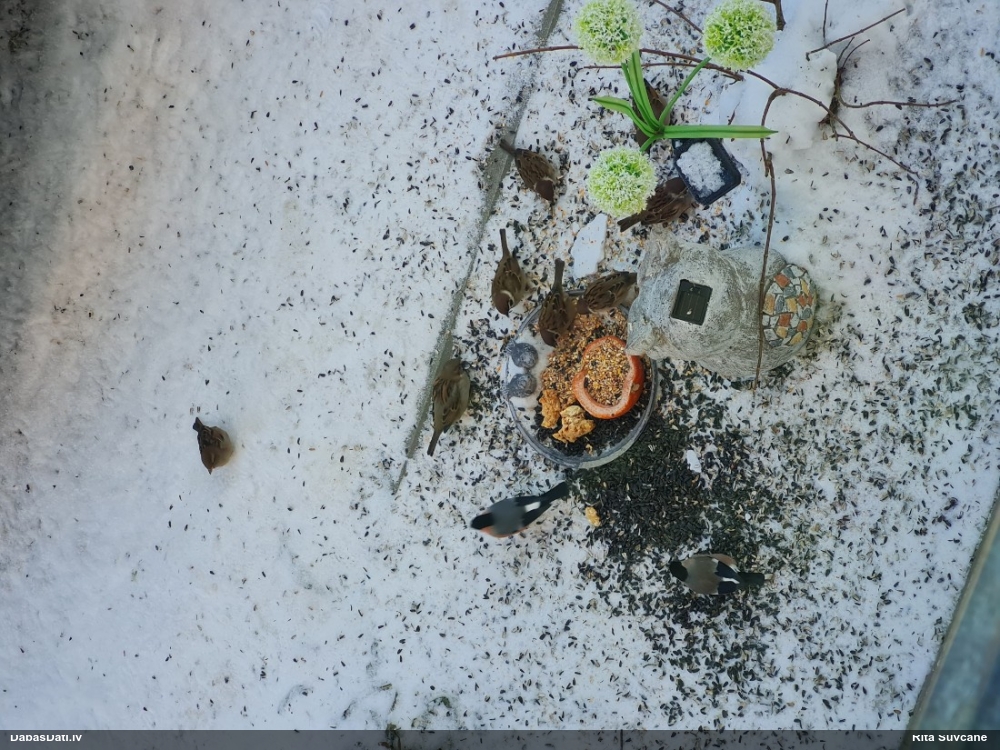 полевой воробей