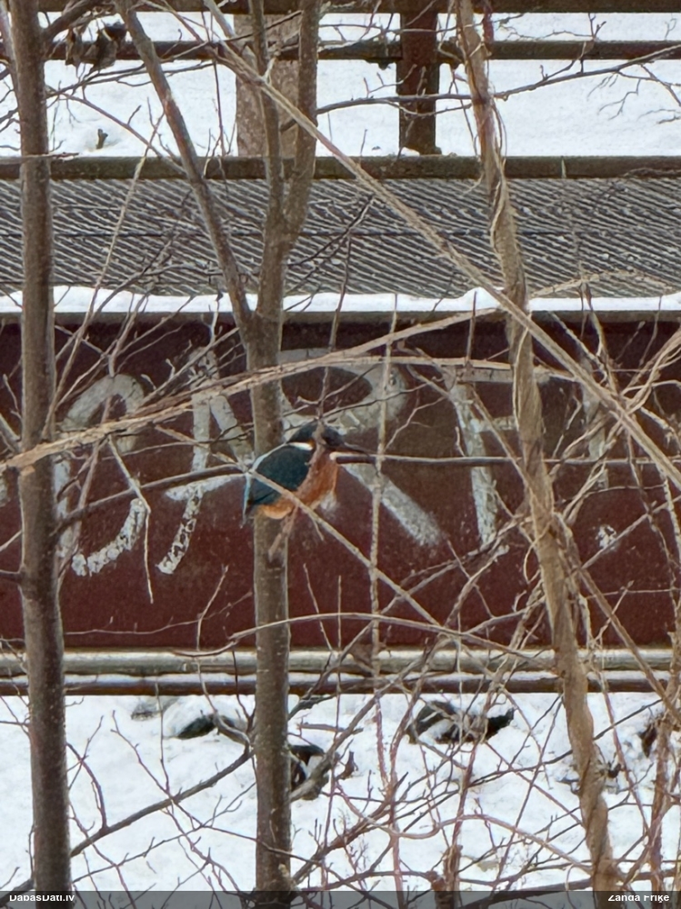 Common Kingfisher