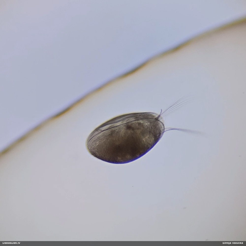 Gliemeņvēzis (nenoteikts)