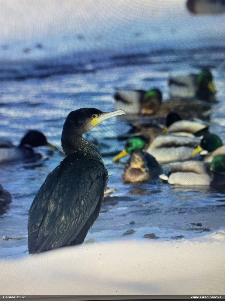 Common Cormorant