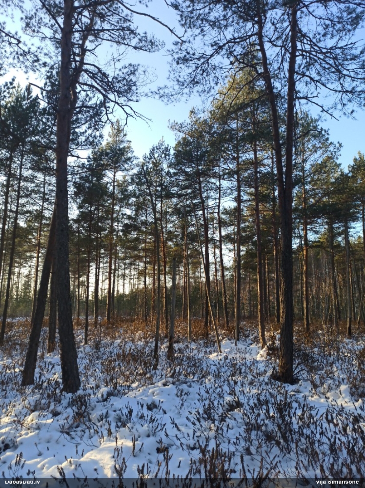 Great Spotted Woodpecker