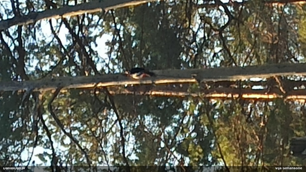 Great Spotted Woodpecker