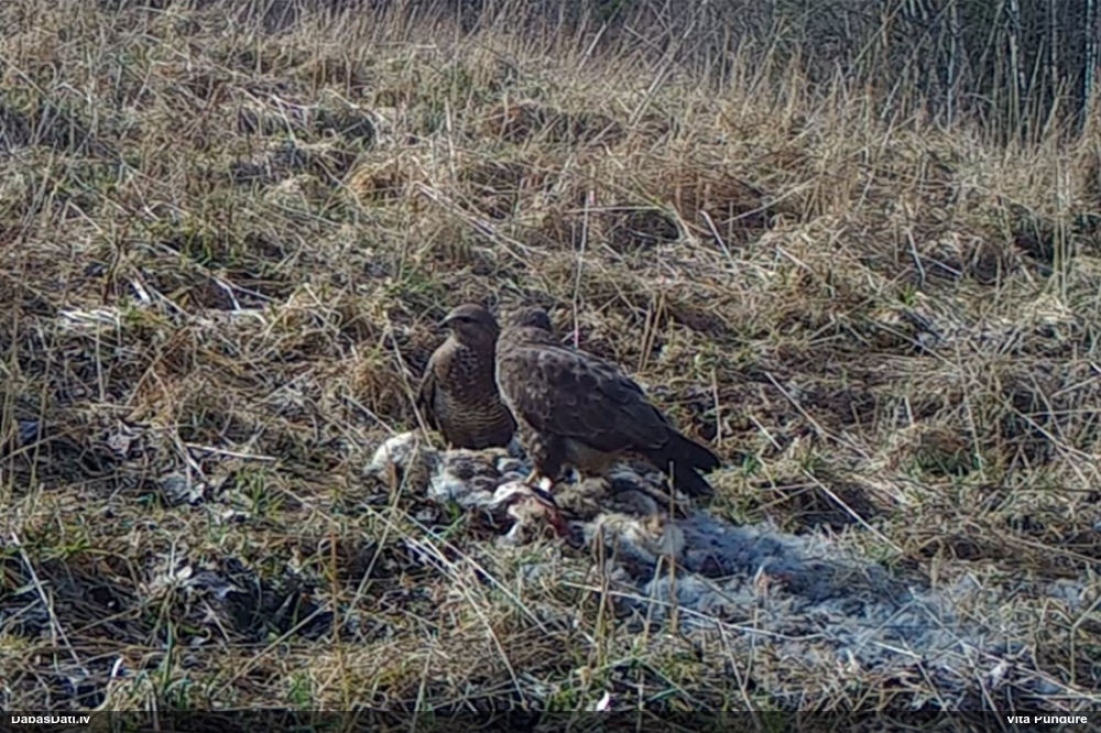 Common Buzzard