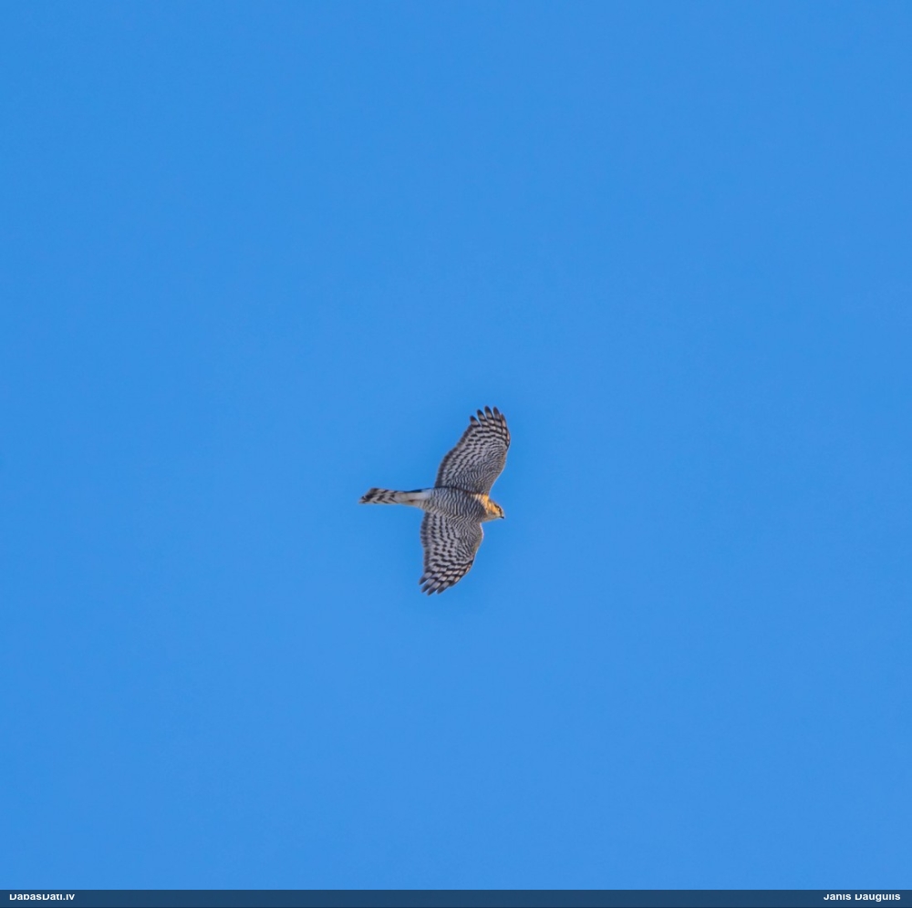 перепелятник