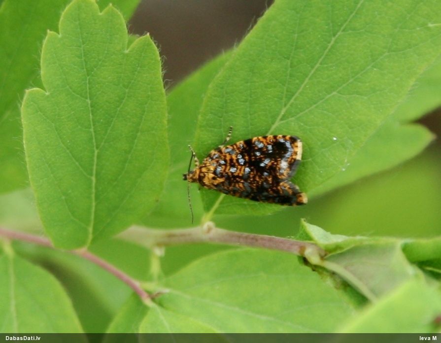 Tinējs Celypha siderana