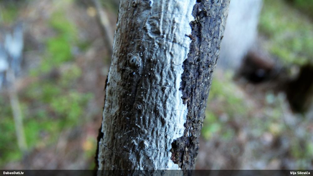Klājeniska sēne (nenoteikta)