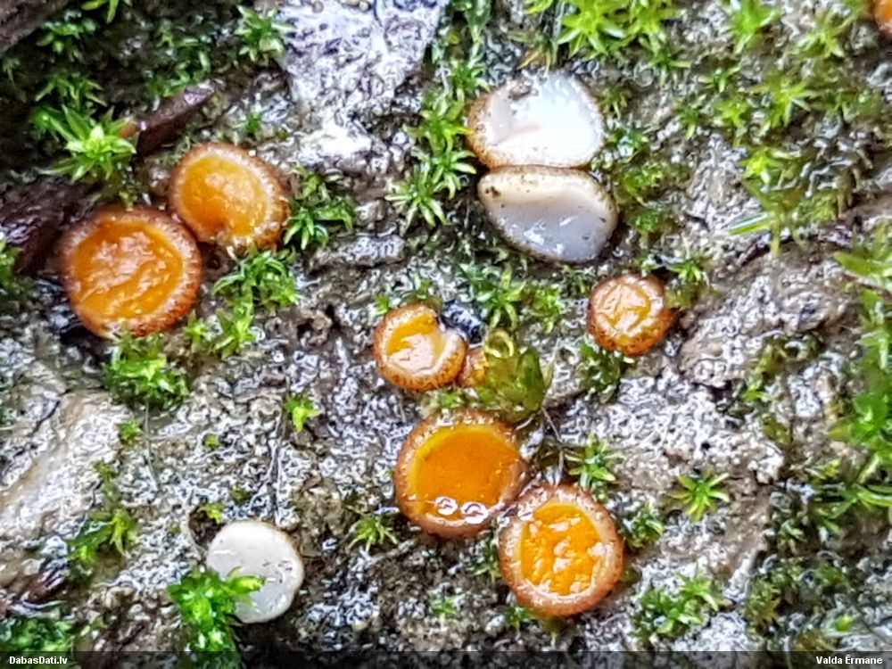 Oranžsarkanā melastiza