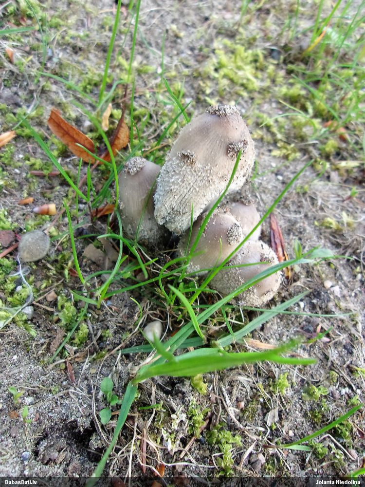 Lapiņsēne (nenoteikta)
