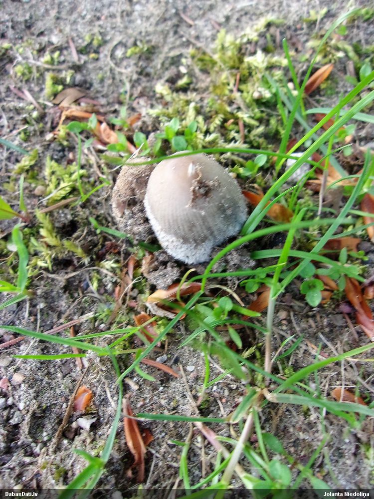 Lapiņsēne (nenoteikta)