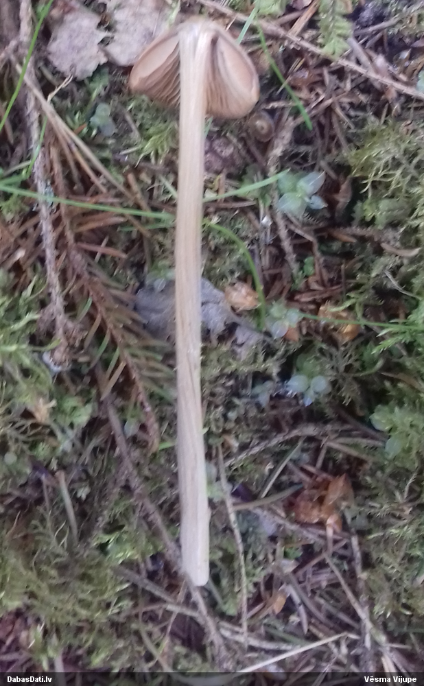 Lapiņsēne (nenoteikta)