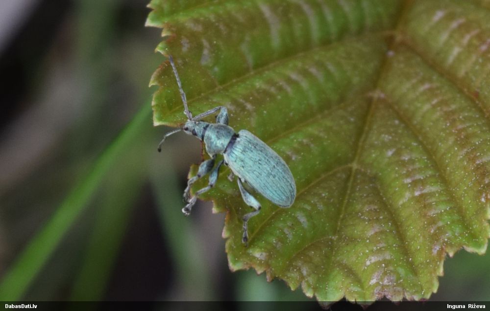 Smecernieks Phyllobius sp.