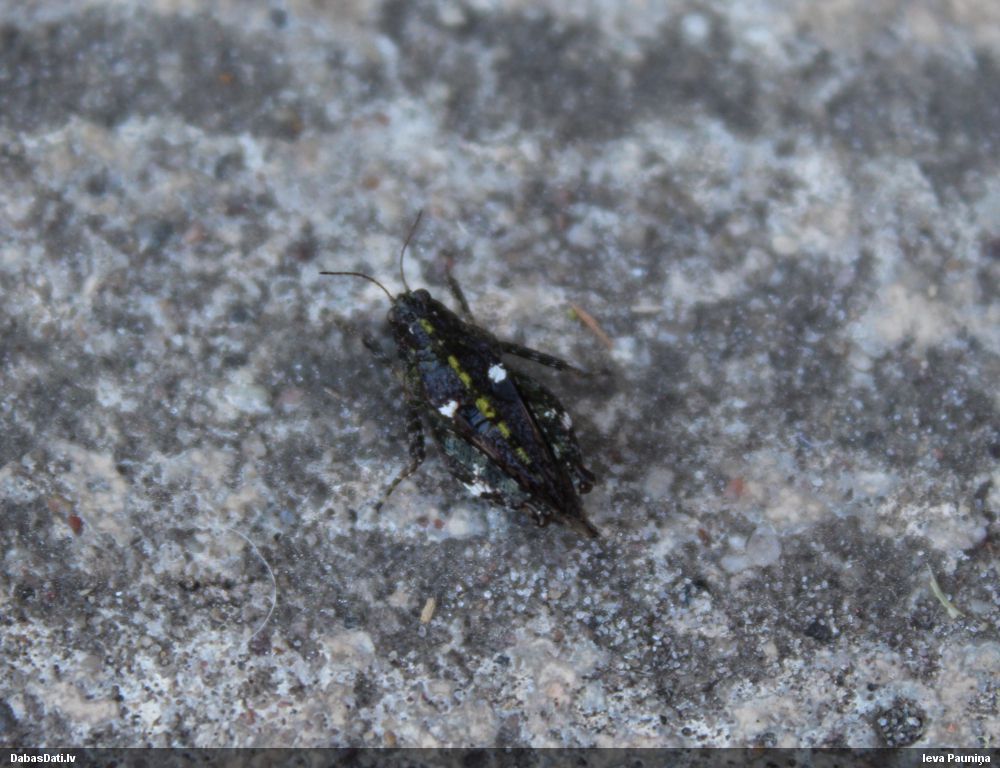 Sīksisenis Tetrix bipunctata