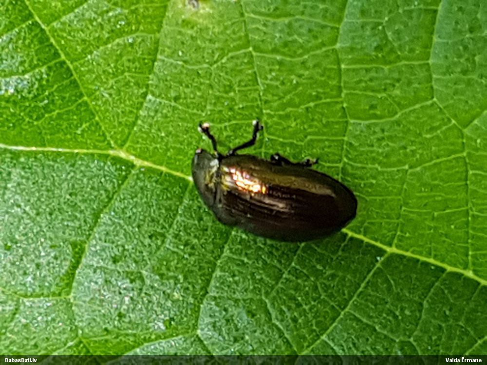 Lapgrauzis Phratora sp.