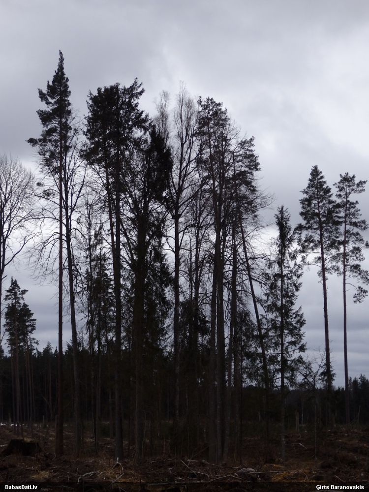 Putns (nenoteikts)