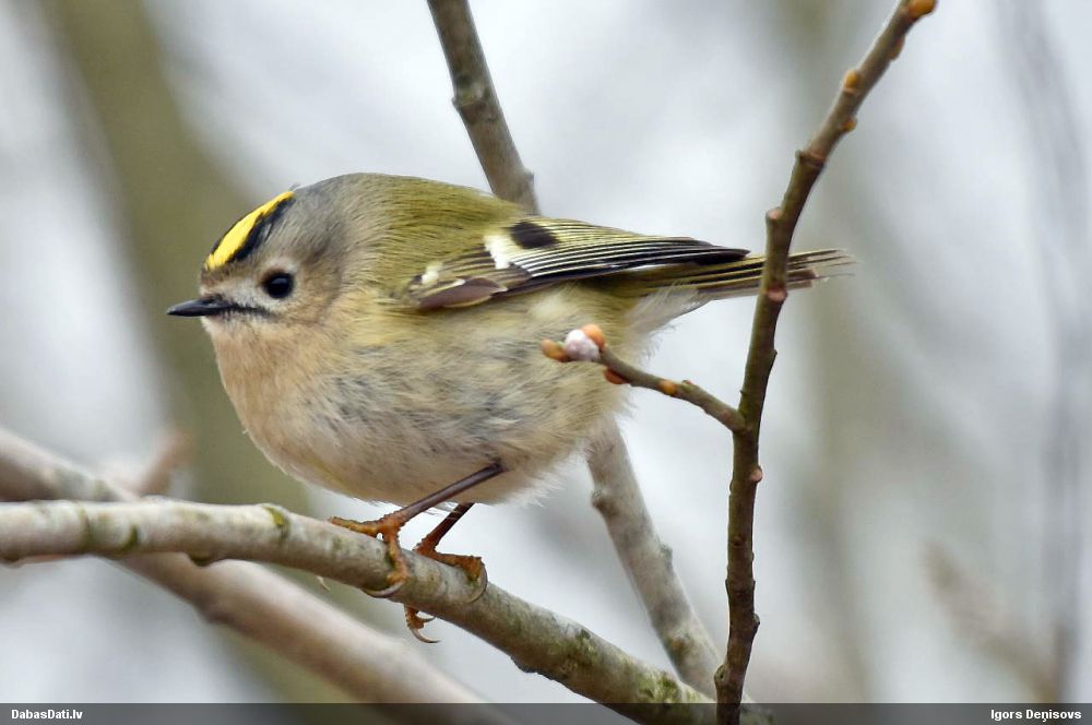формы королек. черноморская малявка королек красноголовый. формы королек. желтоголо́вый королёк эстетика. королек птичка певчая одежда.