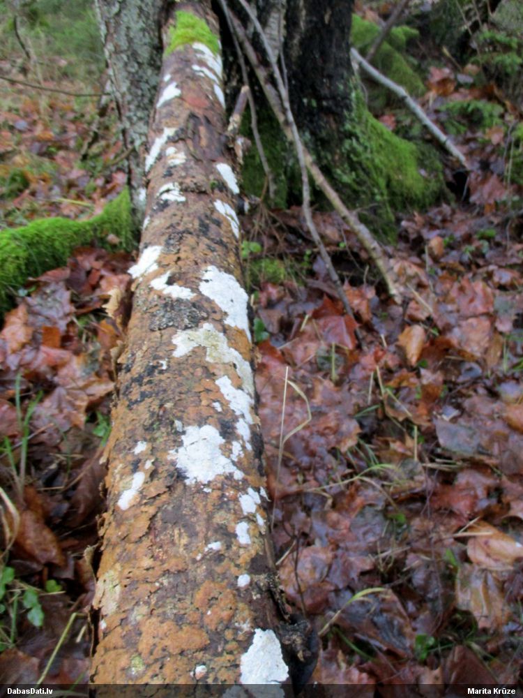 Klājeniska sēne (nenoteikta)