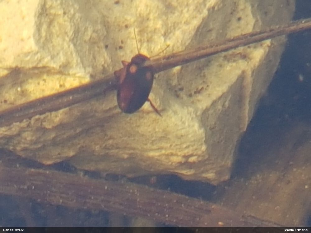 Airvabole Suphrodytes dorsalis
